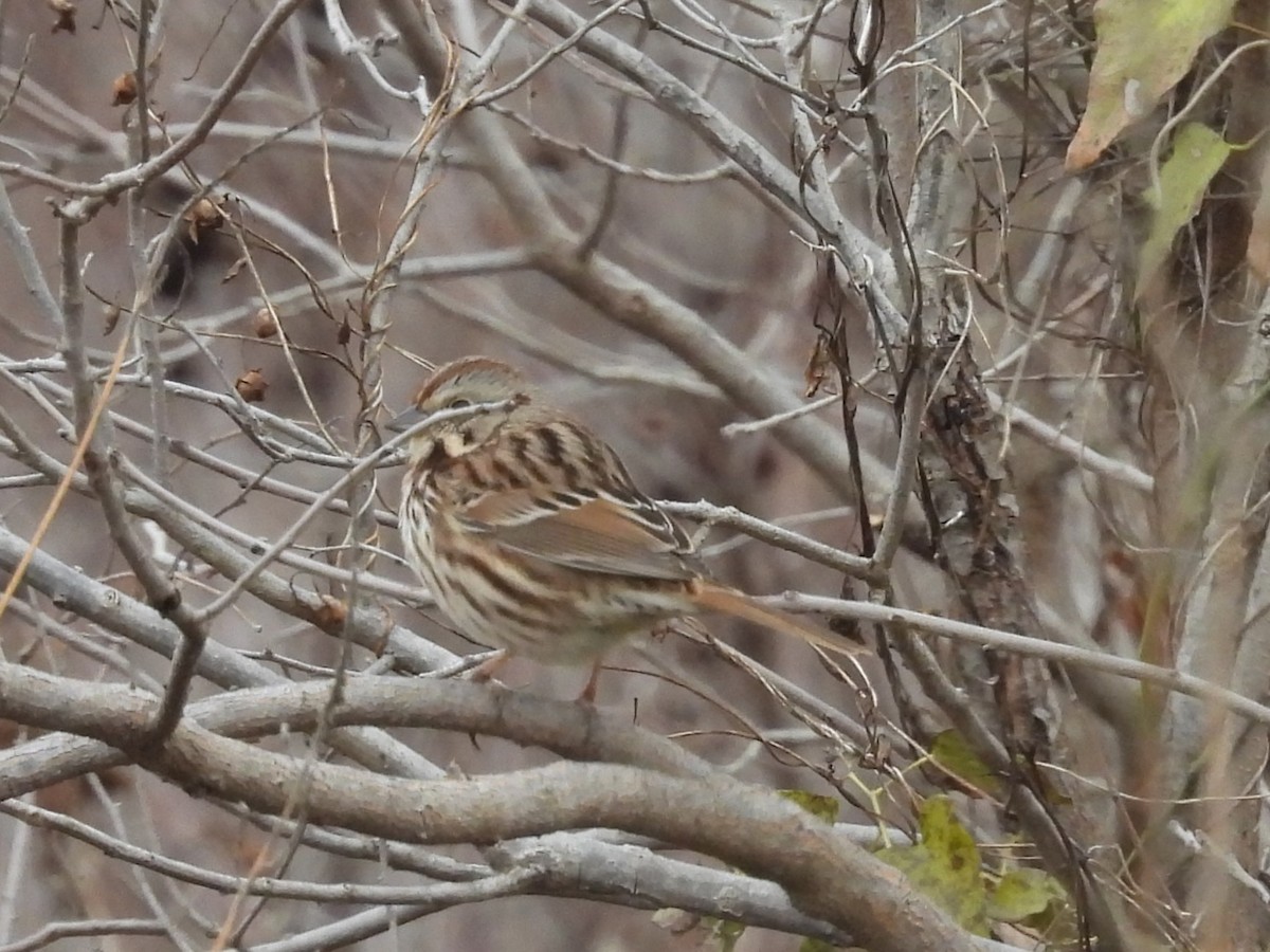 Song Sparrow - ML646866810