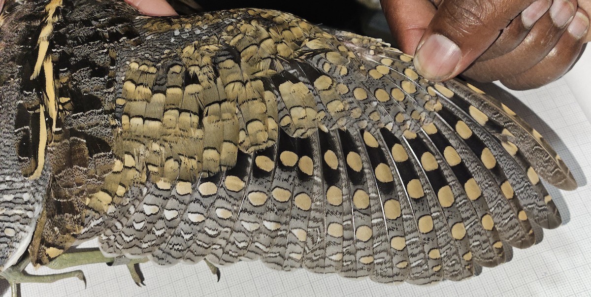 Greater Painted-Snipe - ML646866811