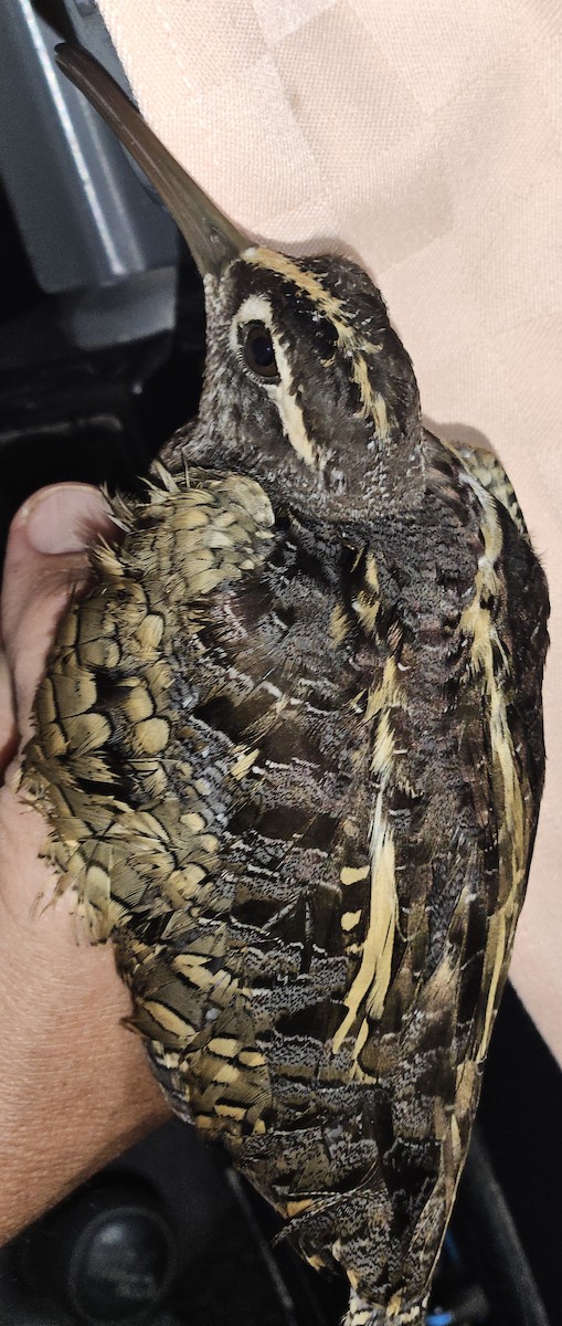 Greater Painted-Snipe - ML646866812