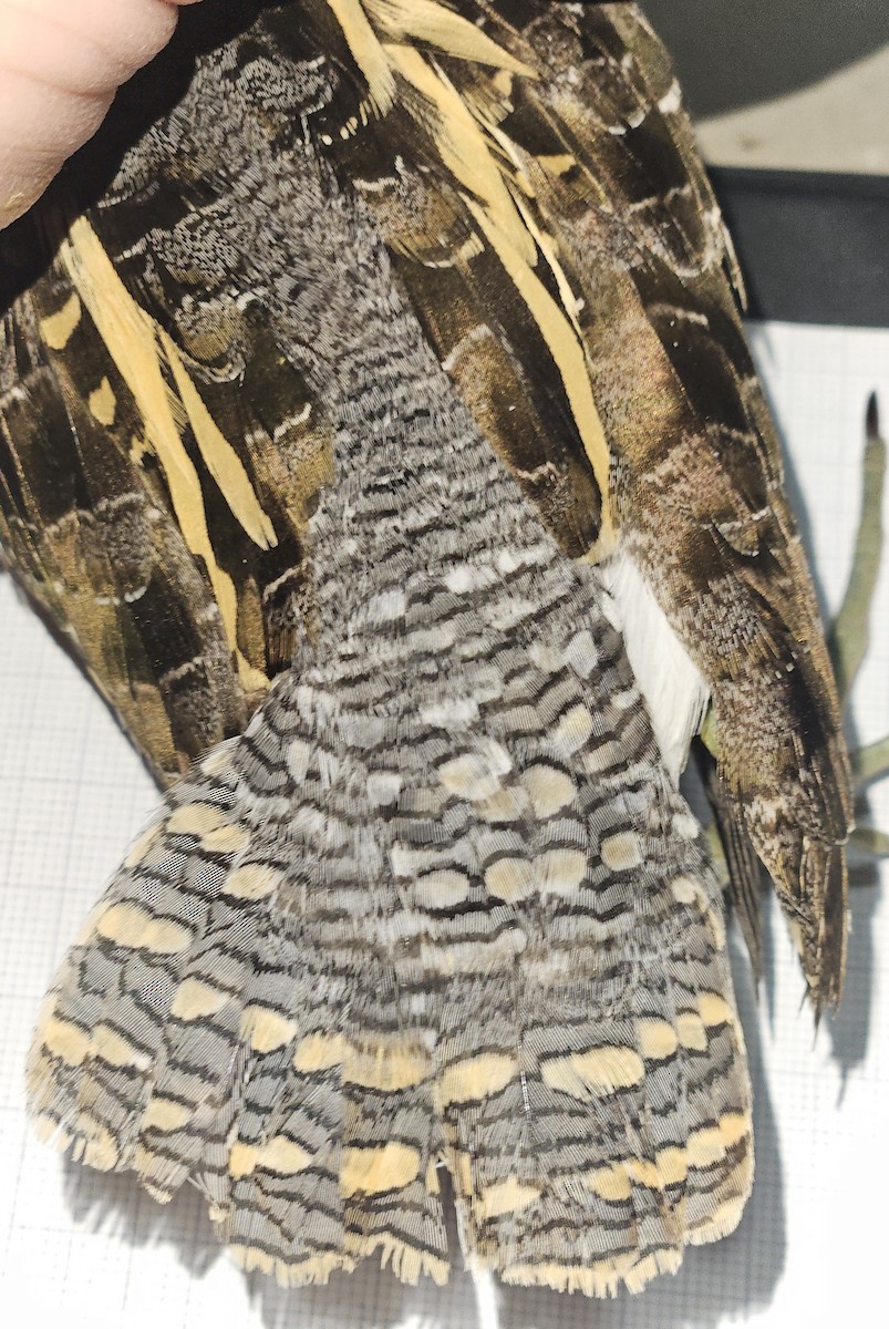 Greater Painted-Snipe - ML646866813