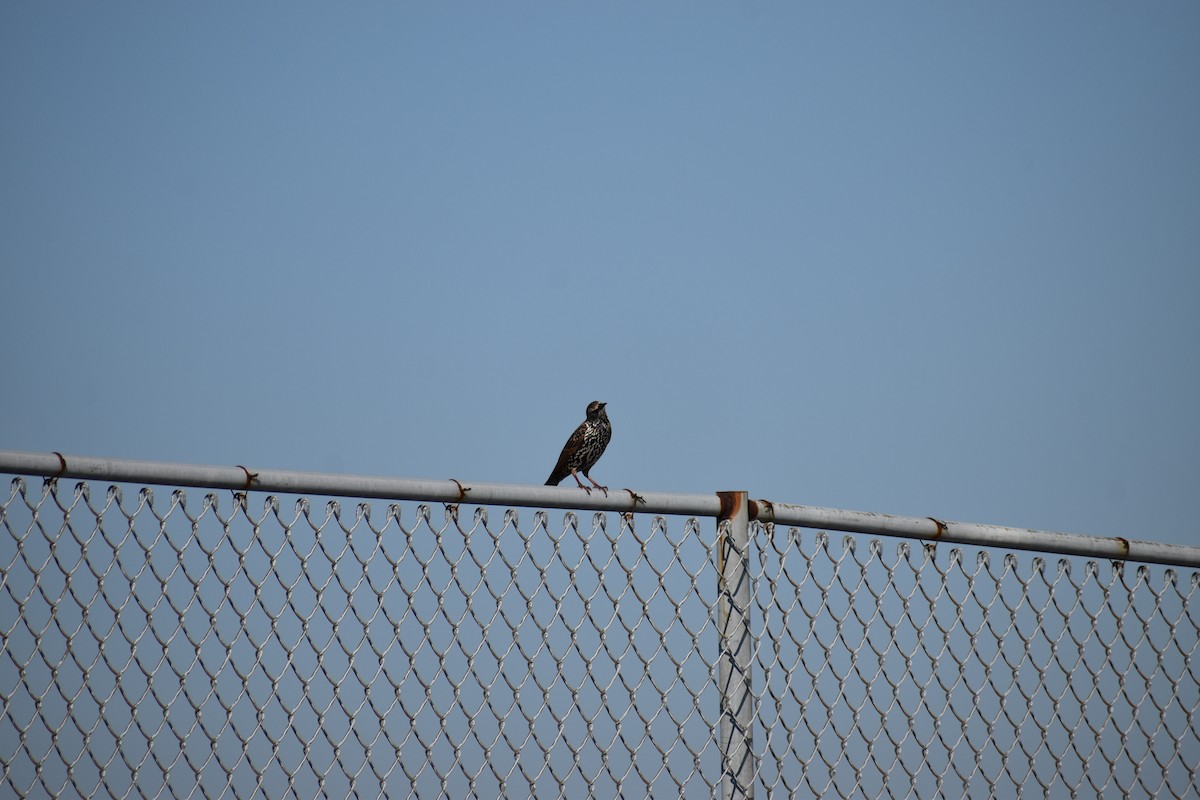 Шпак звичайний - ML646866834