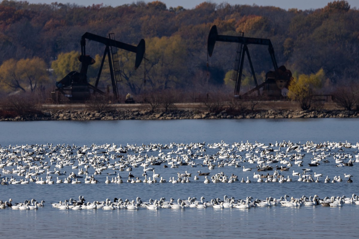 Elur-antzara - ML646866835