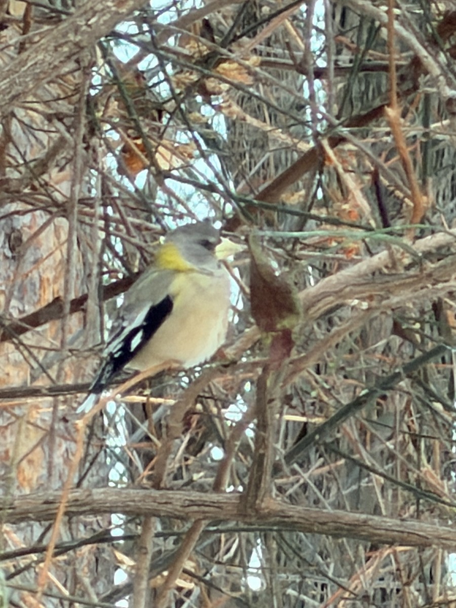 Evening Grosbeak - ML646866836