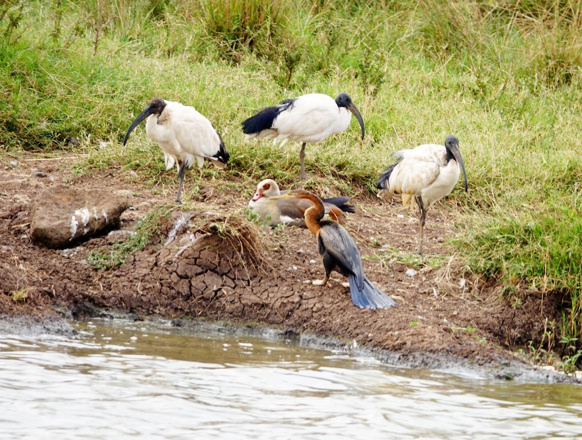 African Darter - ML646866837