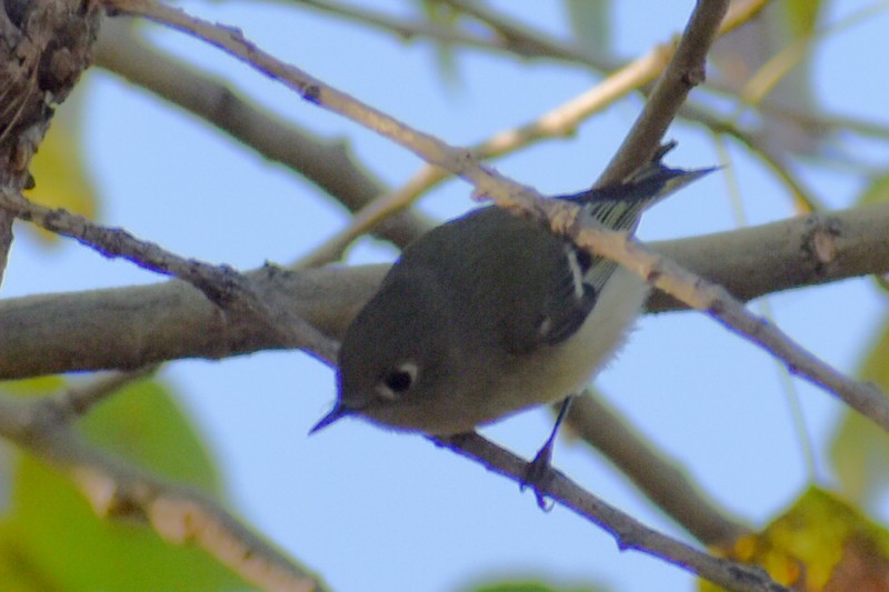 Ruby-crowned Kinglet - ML646866844