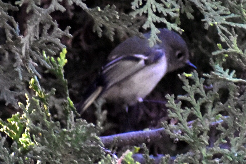 Ruby-crowned Kinglet - ML646866845