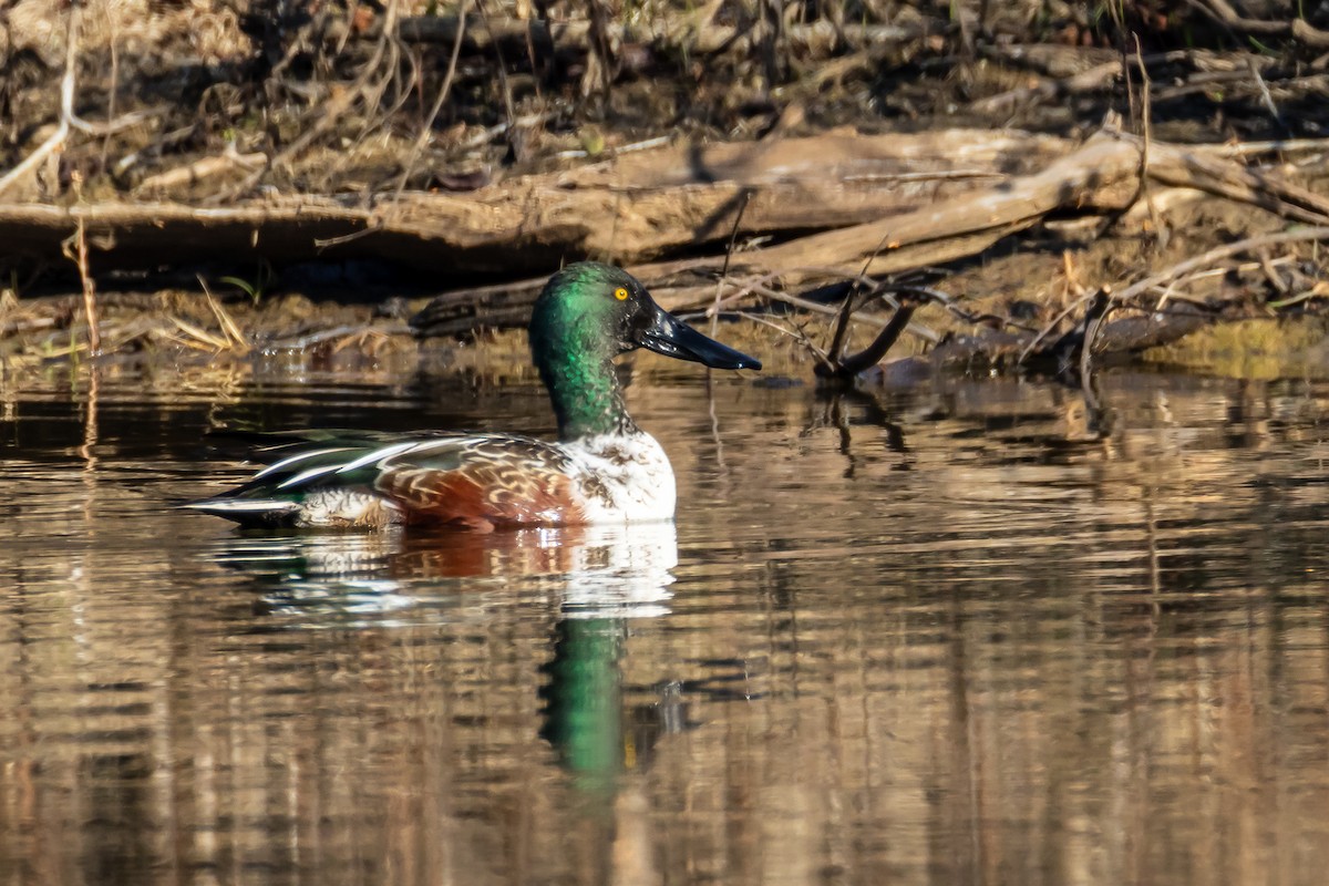 Ahate mokozabal zuria - ML646866851