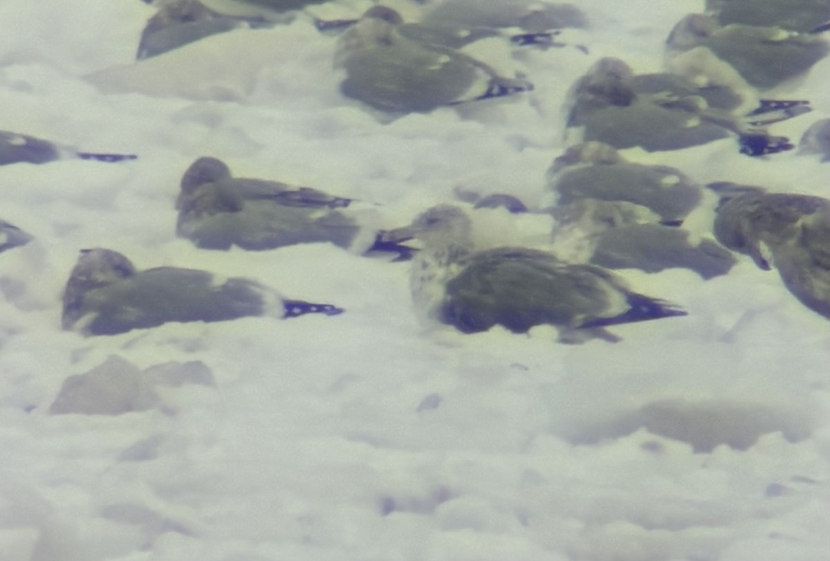 Larus sp. - ML646866855