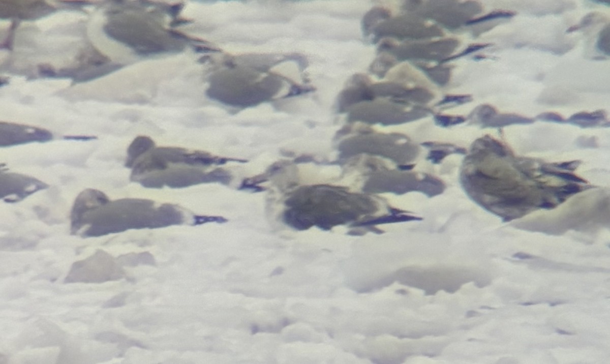 Larus sp. - ML646866856