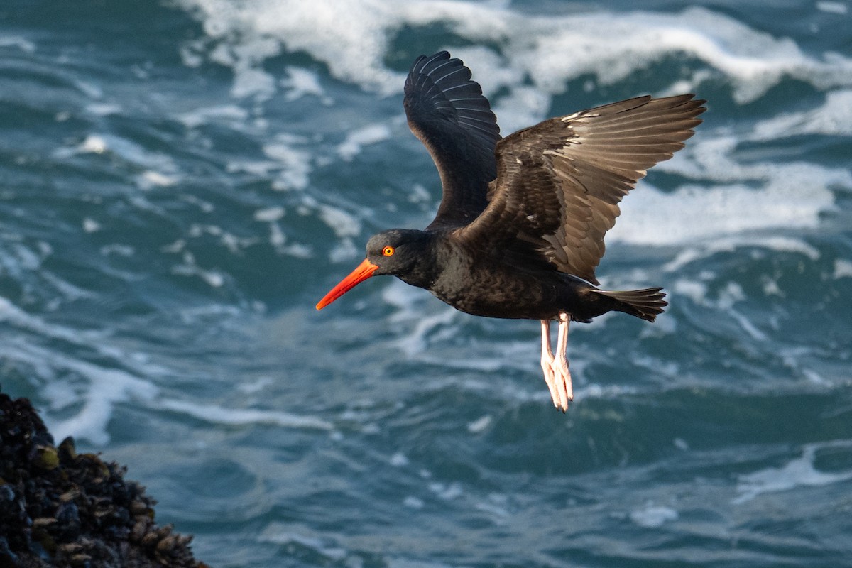 Black Oystercatcher - ML646866858