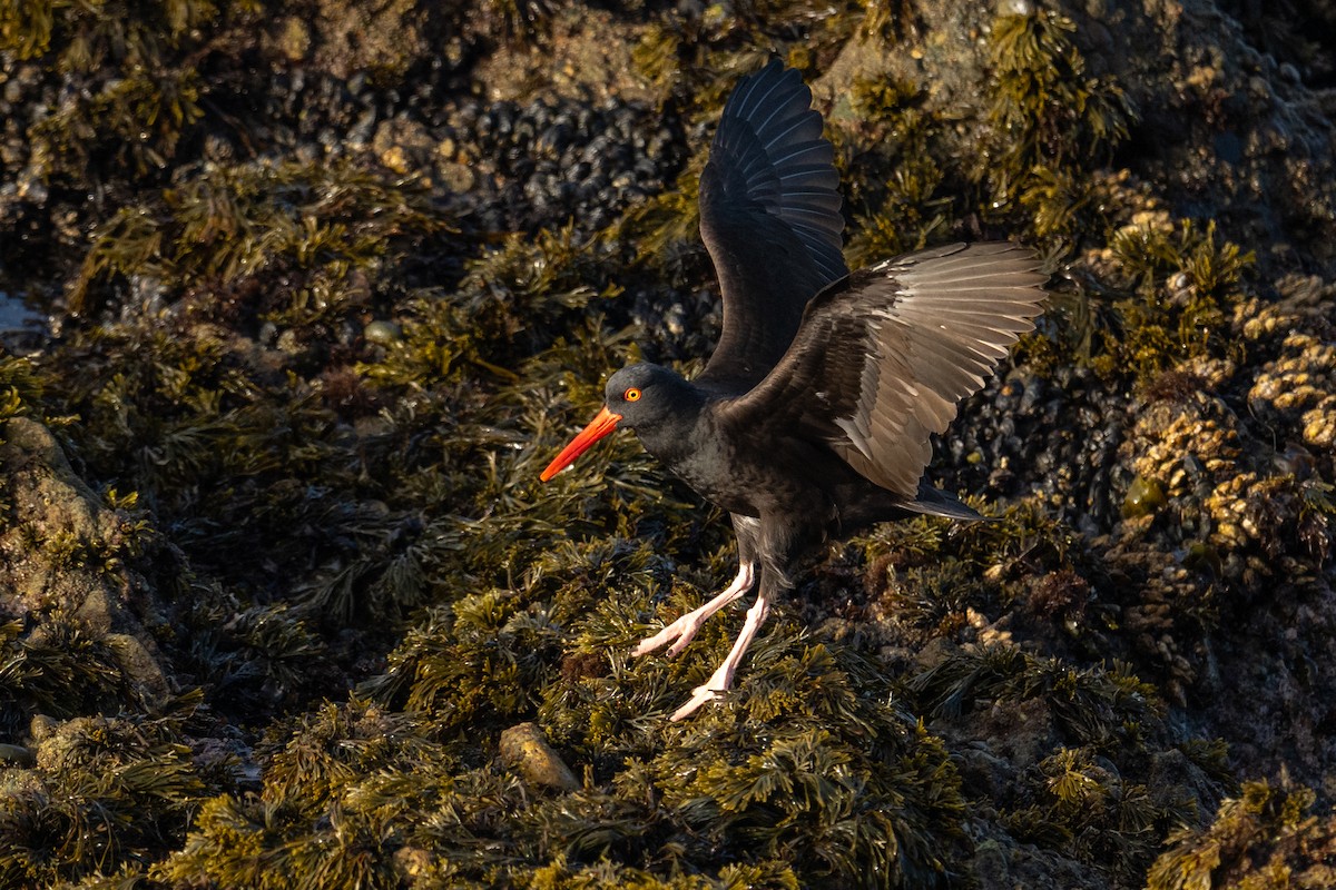 Black Oystercatcher - ML646866859