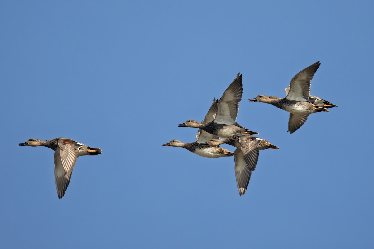 kopřivka obecná - ML646866861