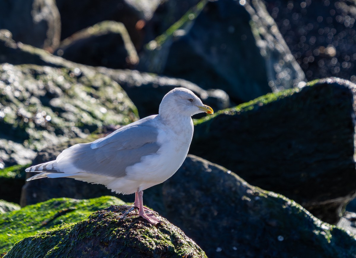 Iceland Gull - ML646866862