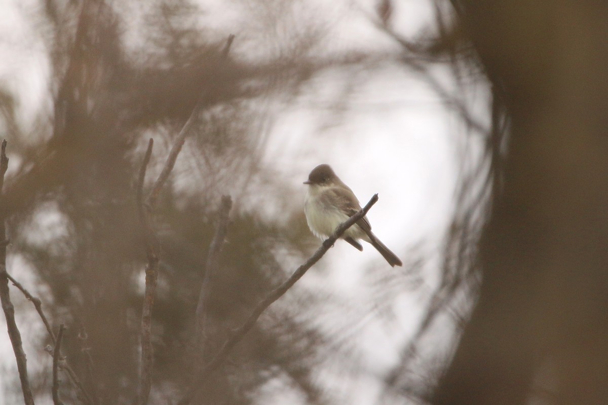 Eastern Phoebe - ML646866864