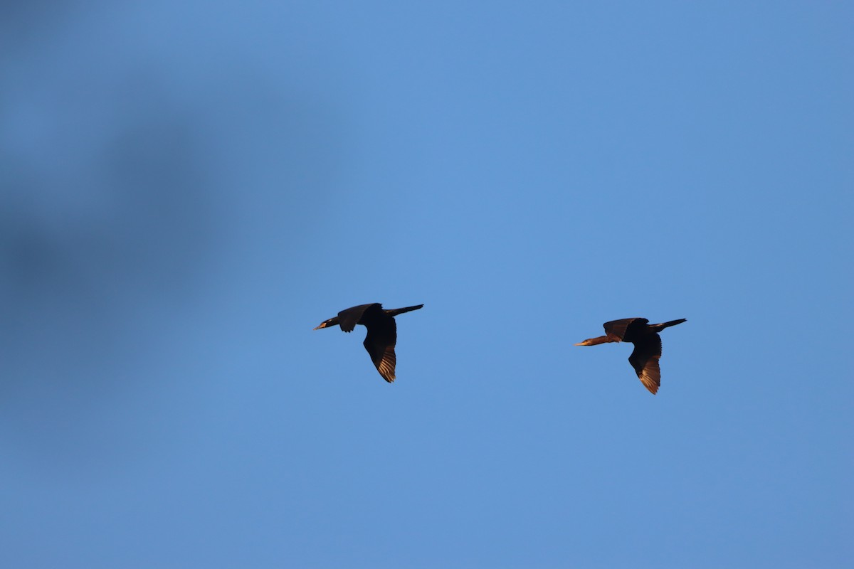 Neotropic Cormorant - ML646866866