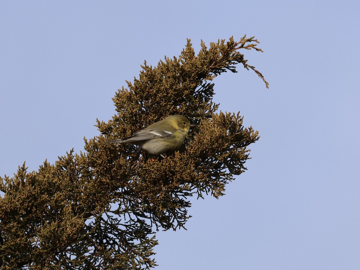 Pine Warbler - ML646866868