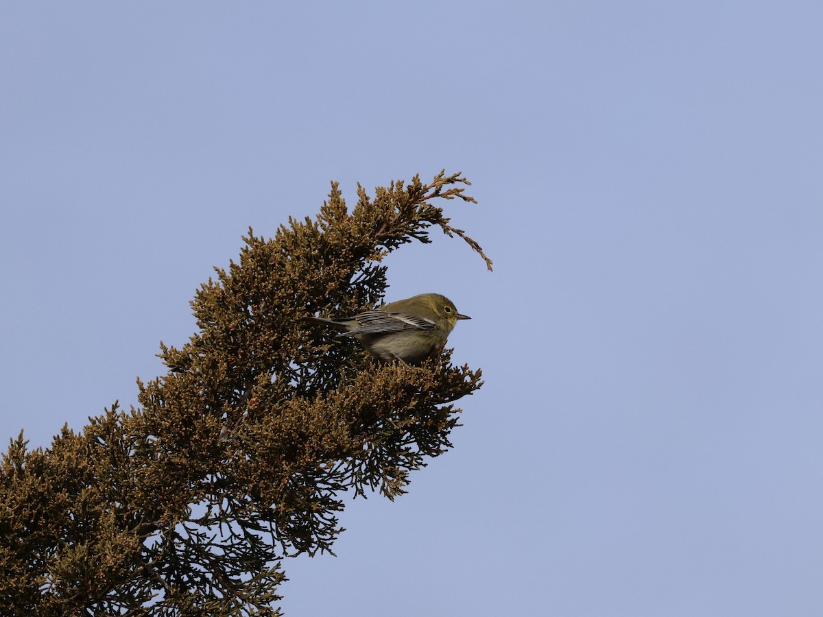 Pine Warbler - ML646866869