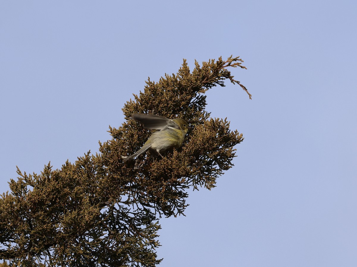 Pine Warbler - ML646866870