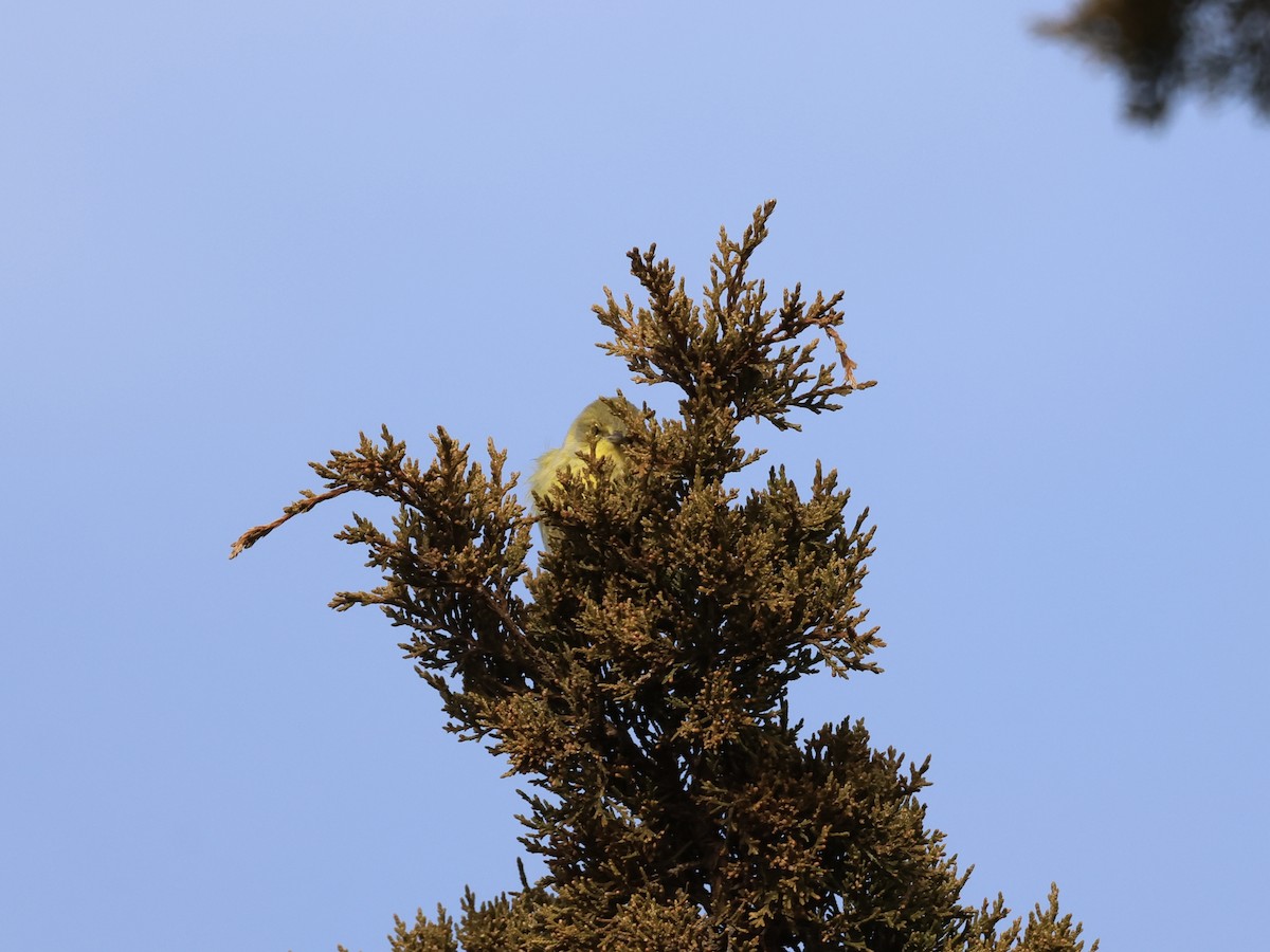 Pine Warbler - ML646866871