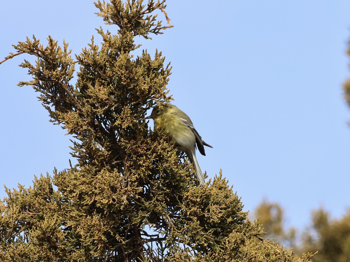 Pine Warbler - ML646866872