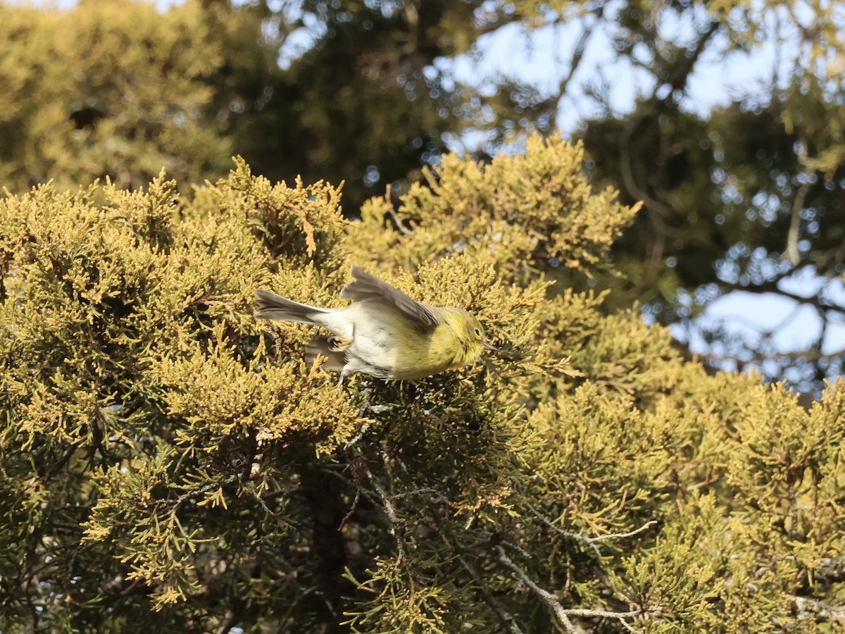 Pine Warbler - ML646866873