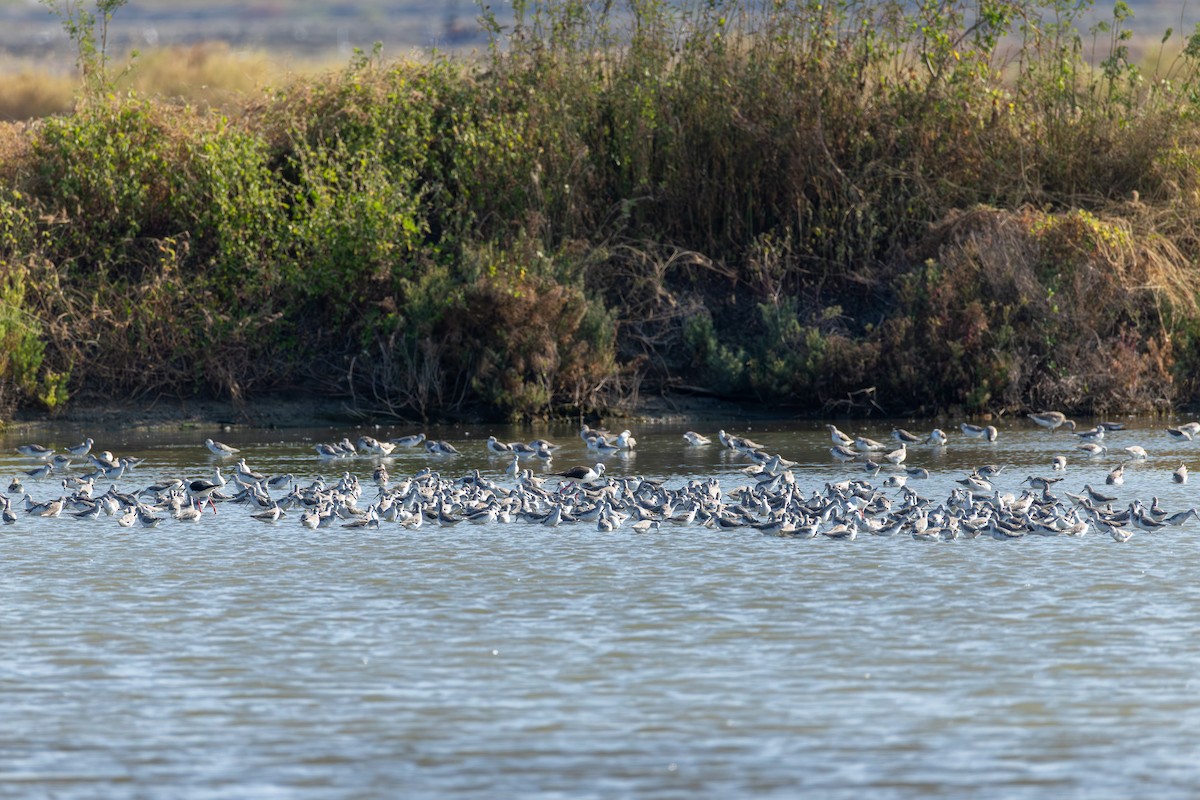 小青足鷸 - ML646866875