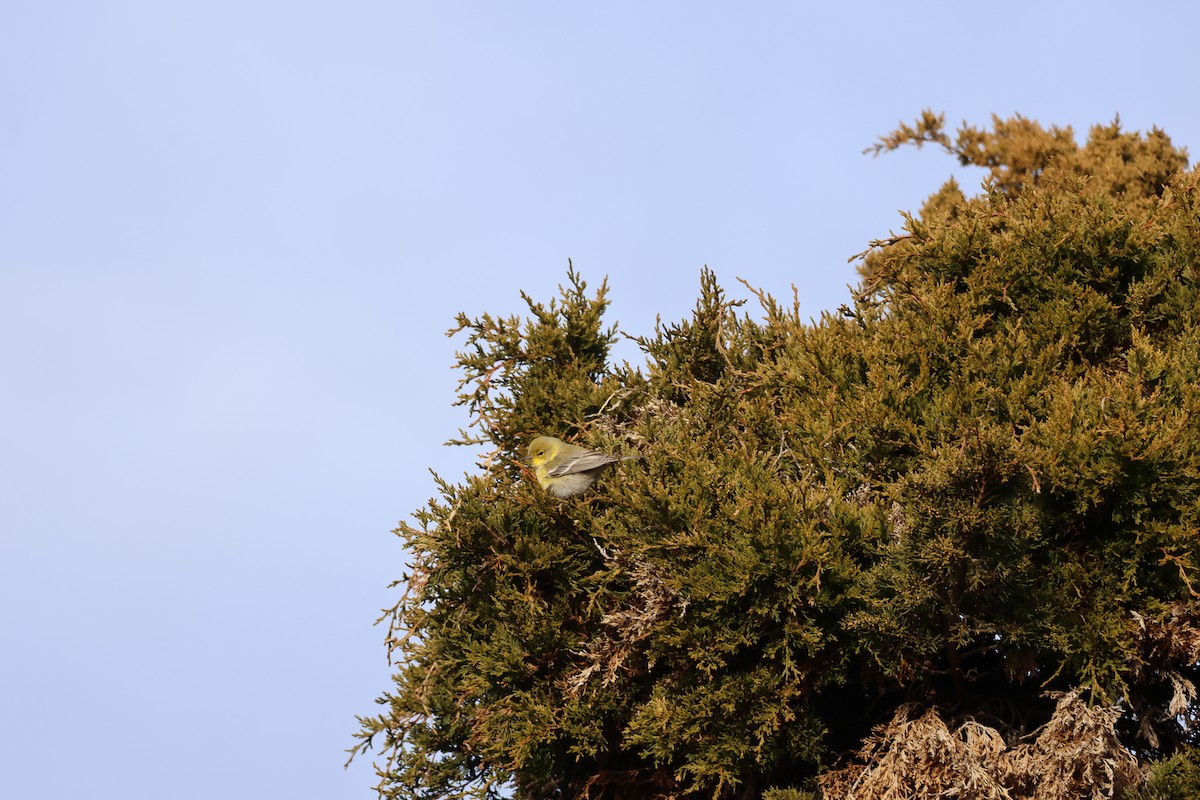 Pine Warbler - ML646866876