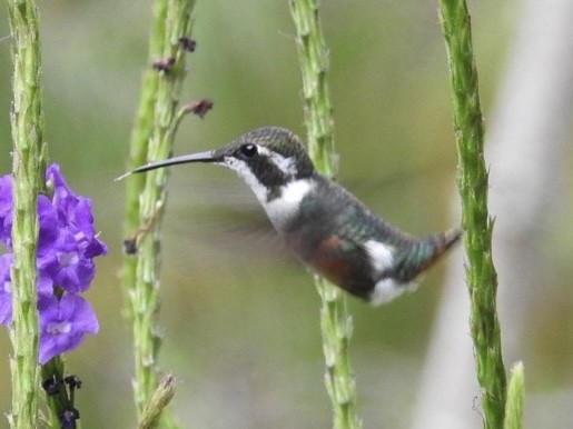 White-bellied Woodstar - ML646866877