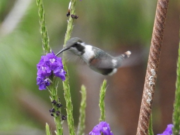 White-bellied Woodstar - ML646866878