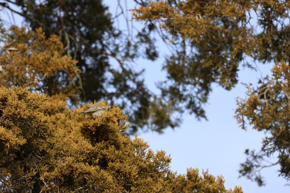 Pine Warbler - ML646866881