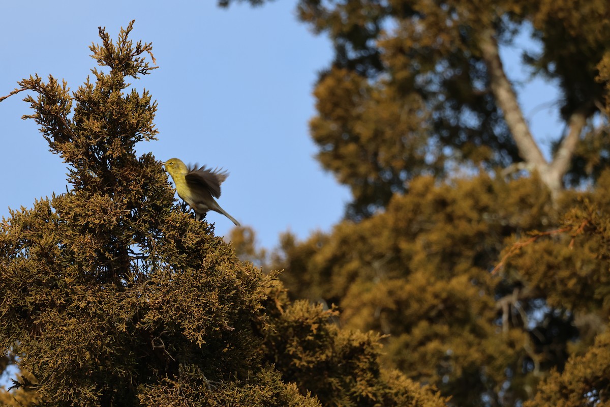 Pine Warbler - ML646866883