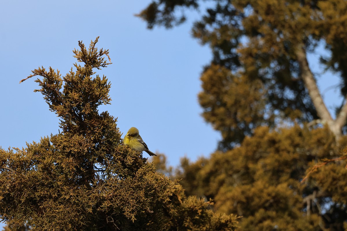 Pine Warbler - ML646866884