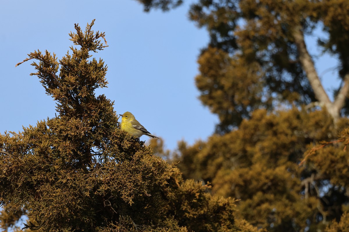 Pine Warbler - ML646866885