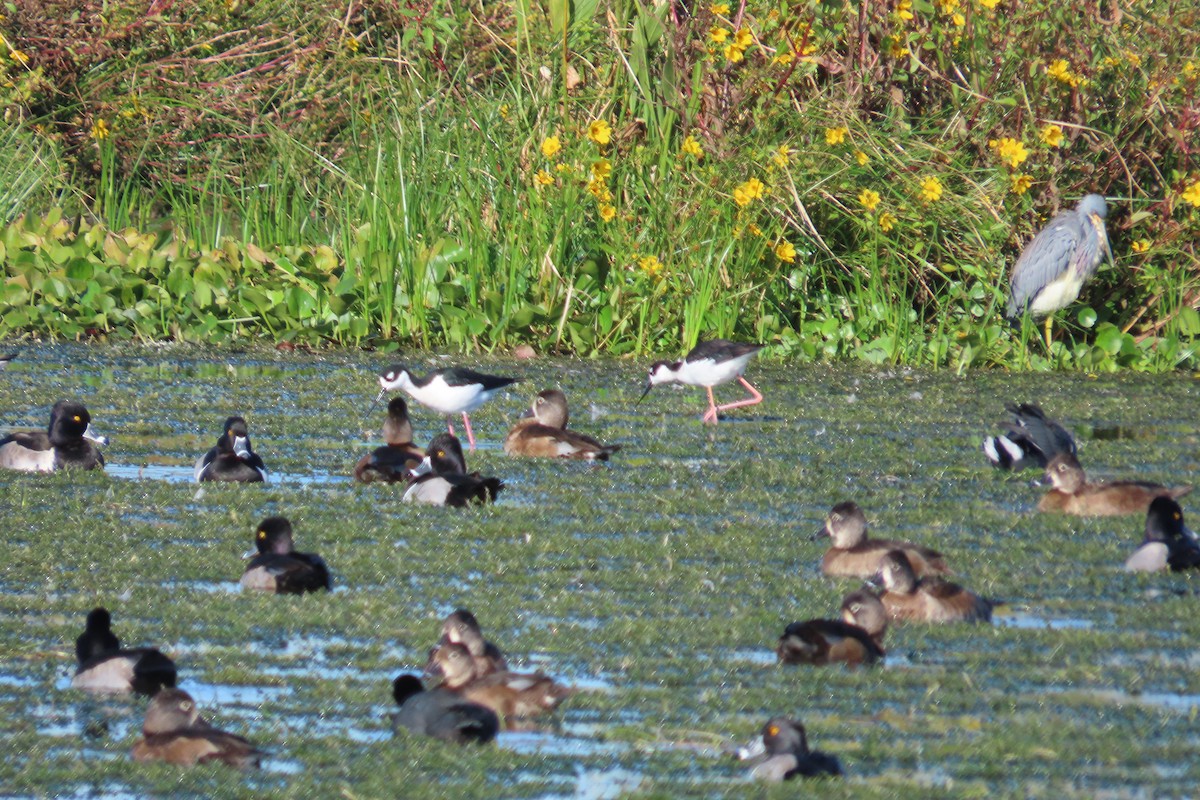 Tricolored Heron - ML646866888