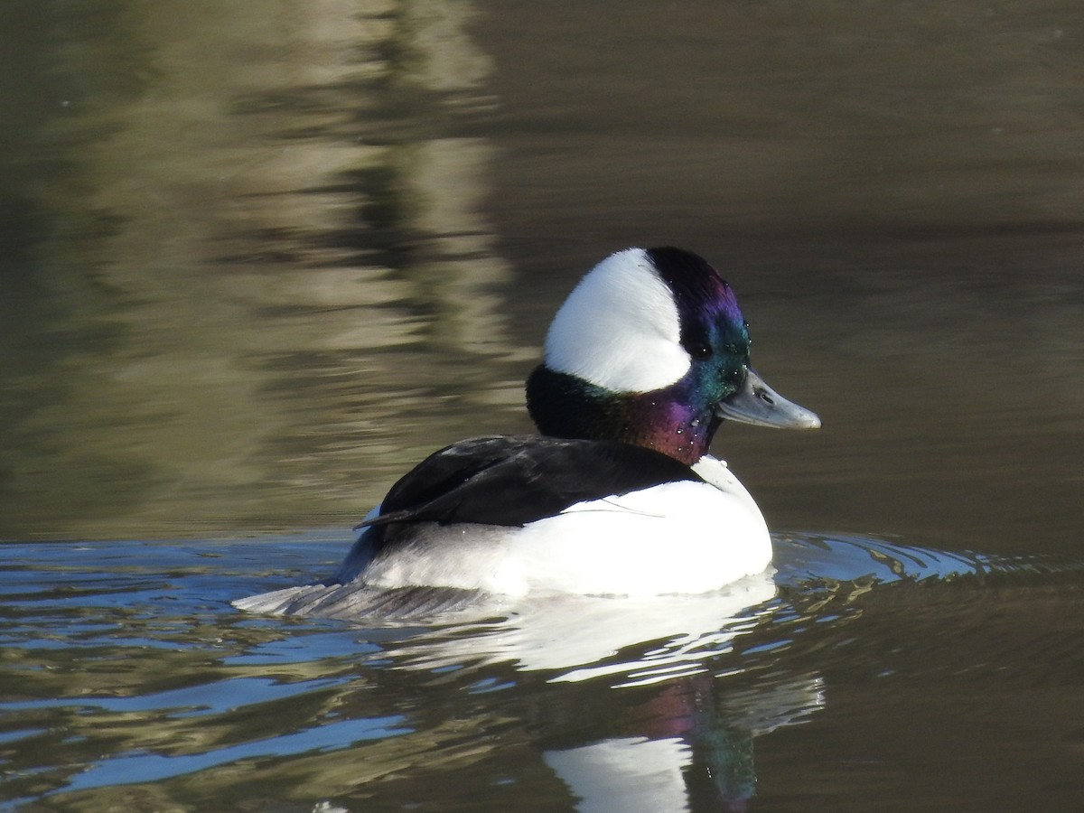 Bufflehead - ML646866889