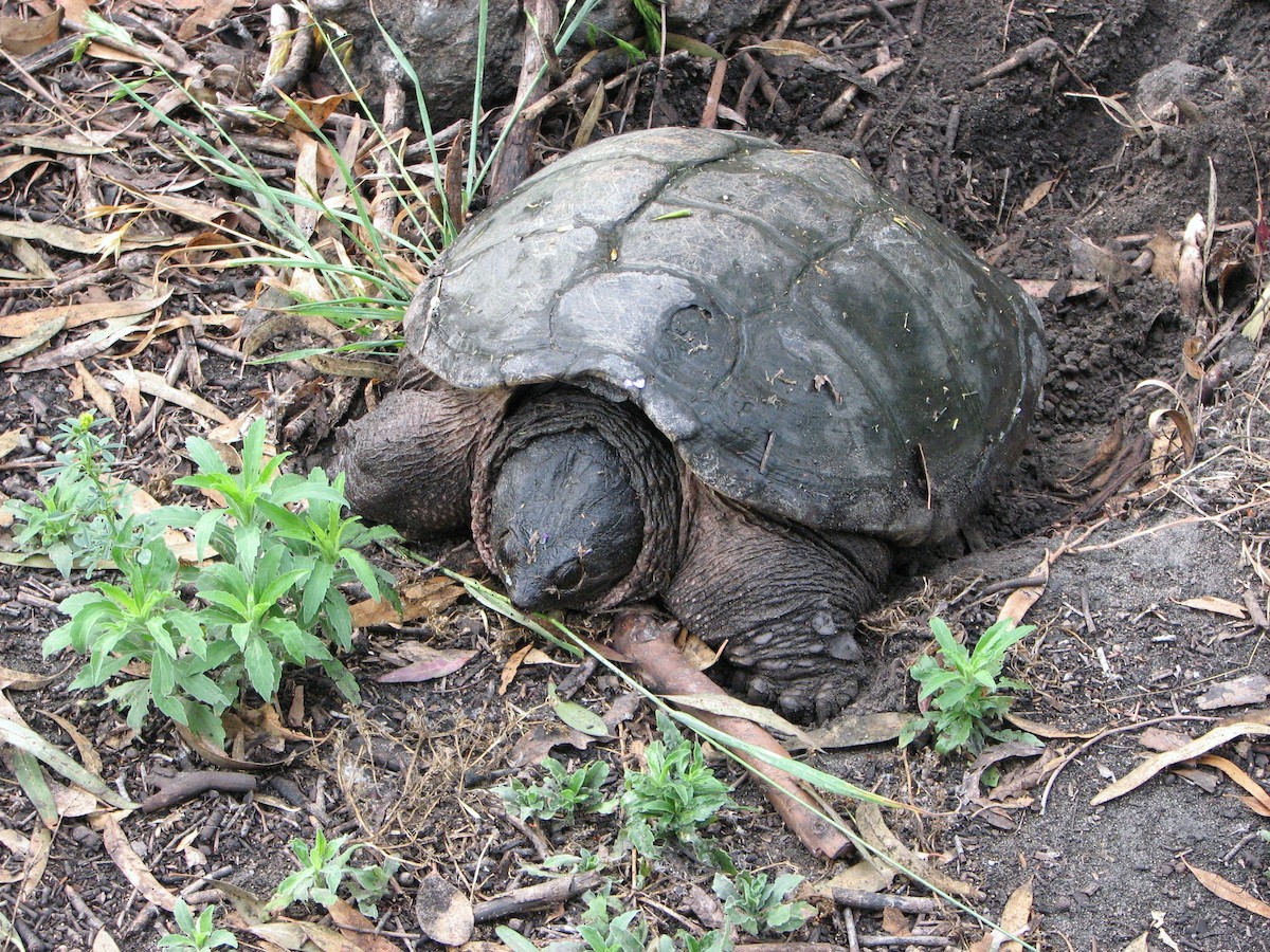 Typical Snapping Turtles - ML646866893