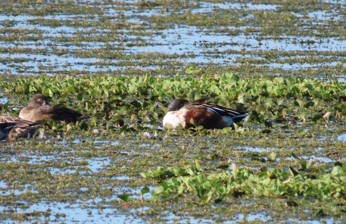 琵嘴鴨 - ML646866894