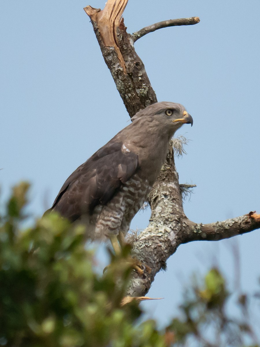 Southern Banded Snake-Eagle - ML646866895