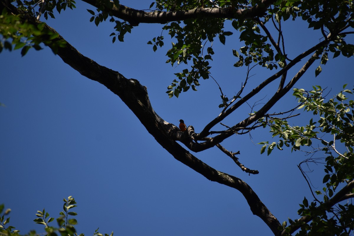 Baltimore Oriole - ML646866898