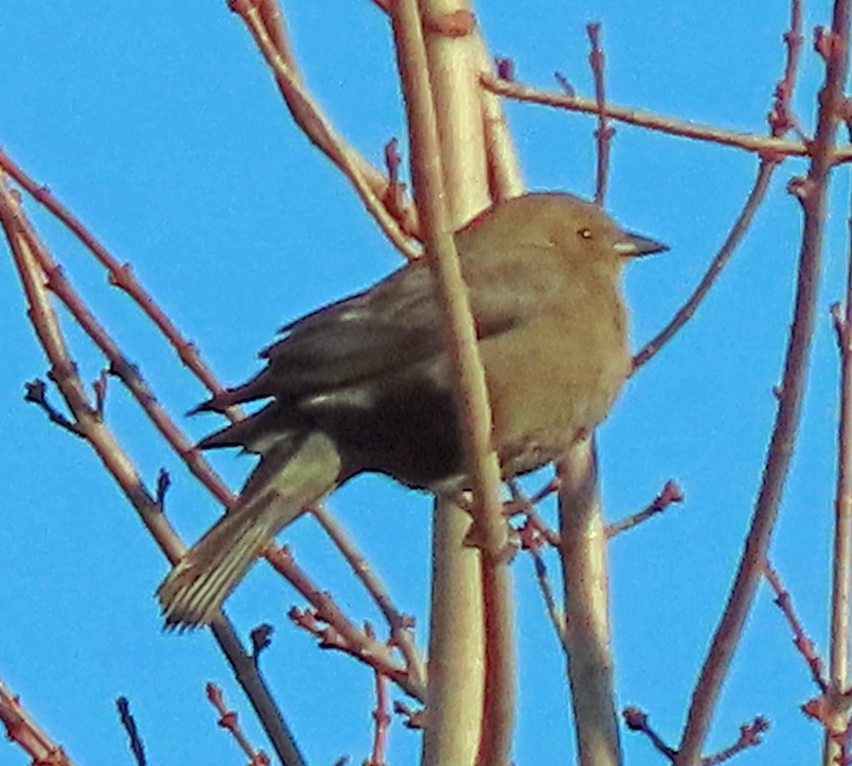 Brewer's Blackbird - ML646866900