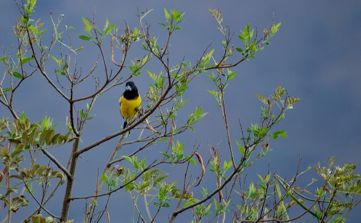 Black-backed Grosbeak - ML646866901