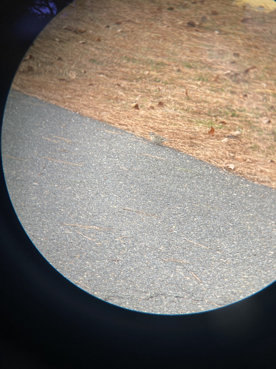 Lark Sparrow - ML646866902