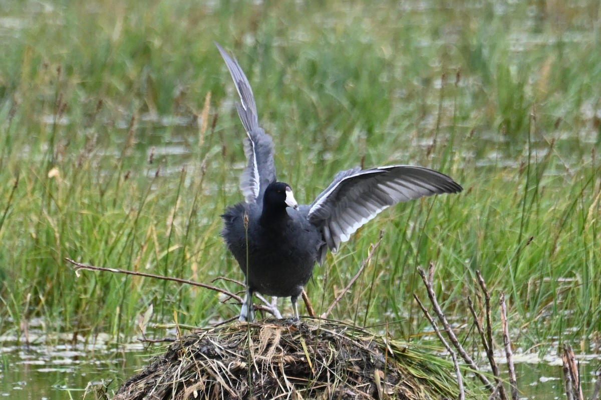 アメリカオオバン - ML646866903