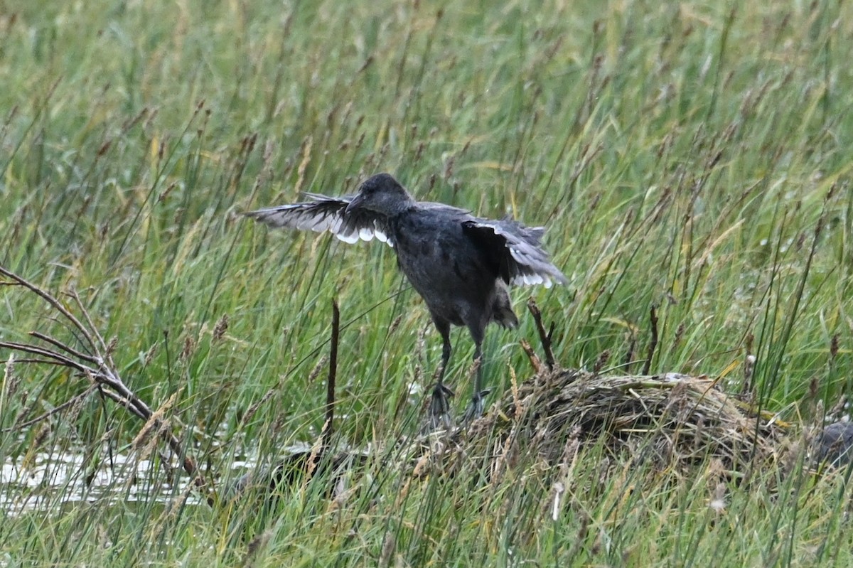 アメリカオオバン - ML646866904