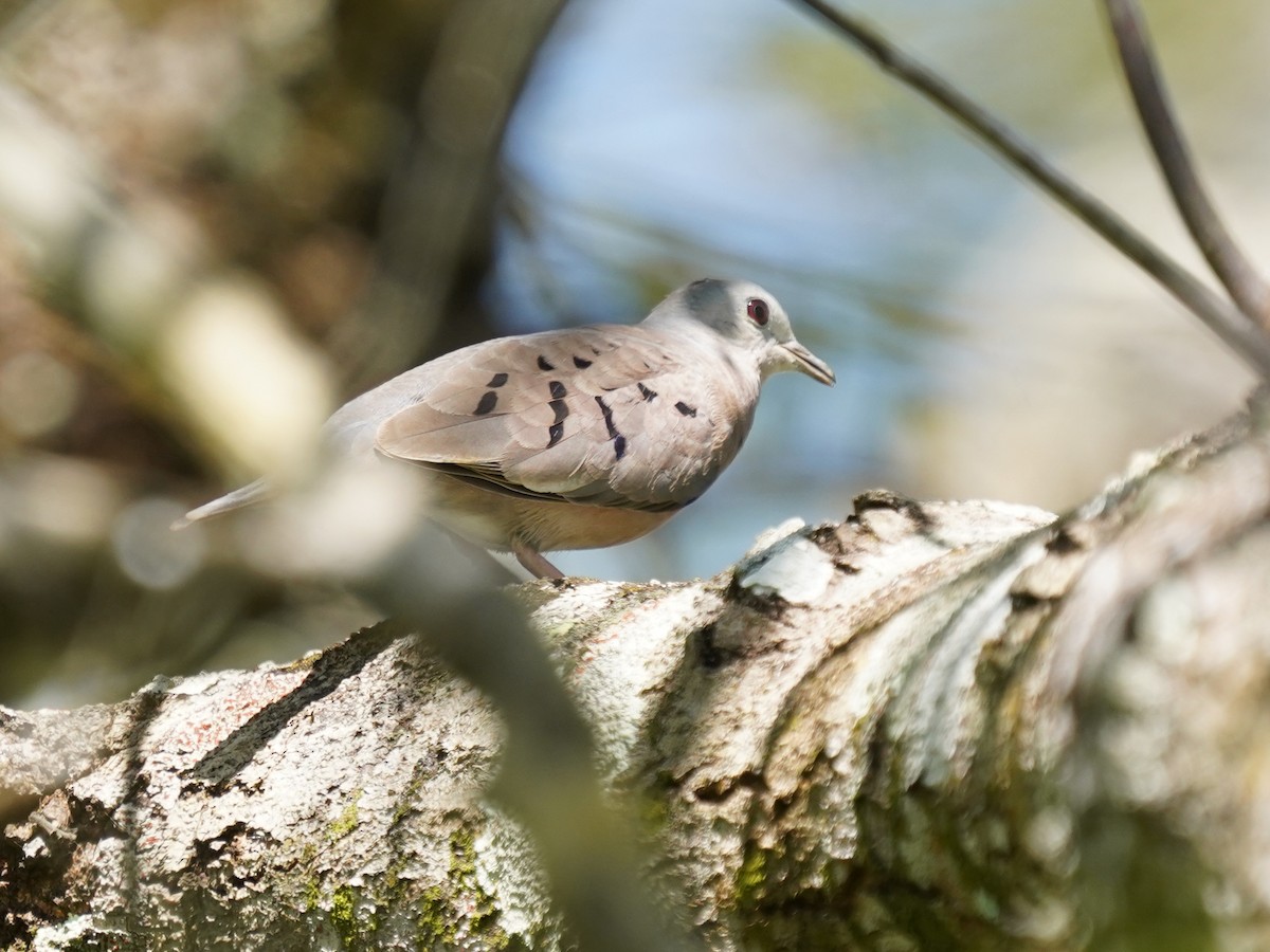 Plain-breasted Ground Dove - ML646866906