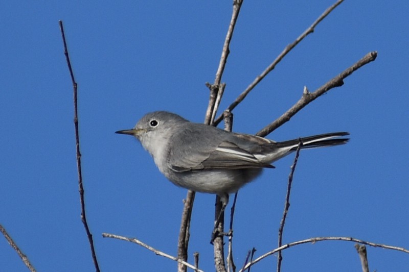 ブユムシクイ - ML646866916