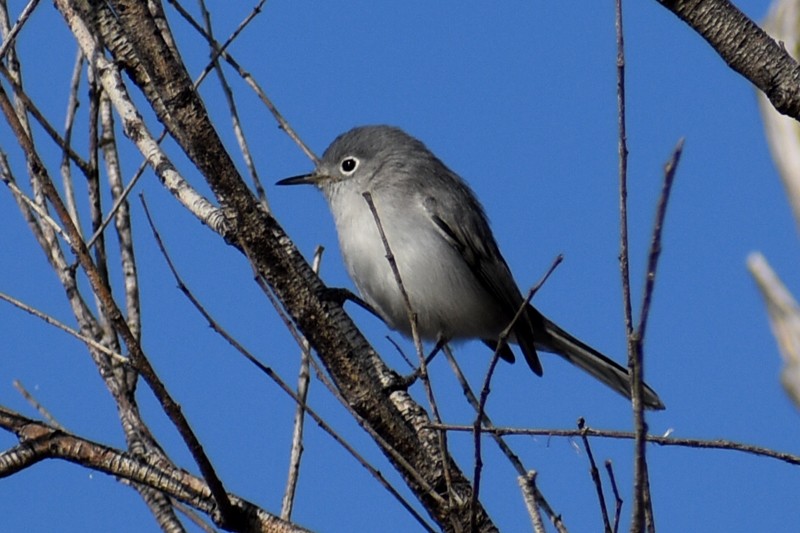 ブユムシクイ - ML646866917