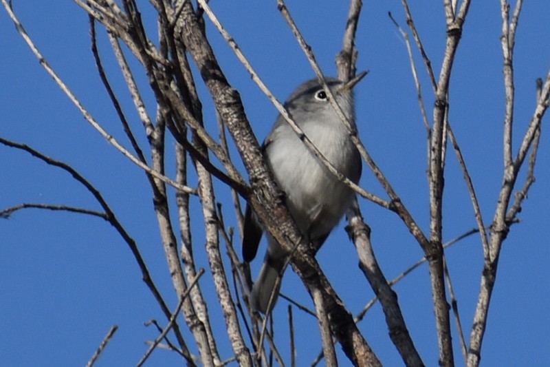 ブユムシクイ - ML646866918