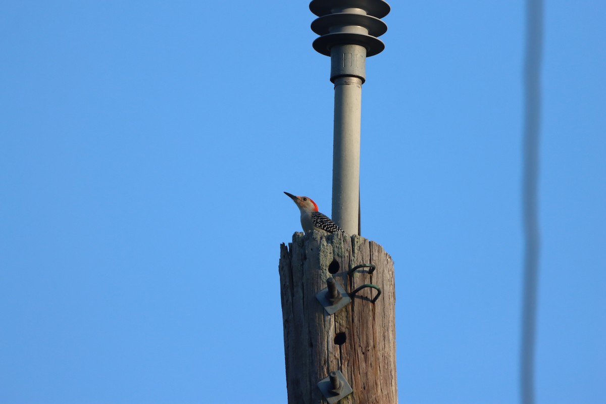 Red-bellied Woodpecker - ML646866919