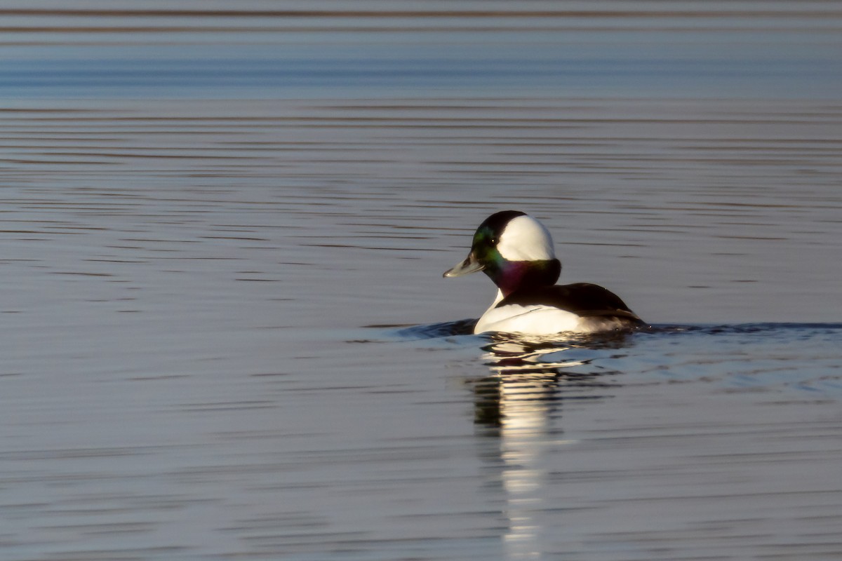 Murgilari buruzuria - ML646866925